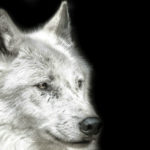 Oktober 2019: Bang zijn voor de wolf: het ‘Roodkapje-syndroom’