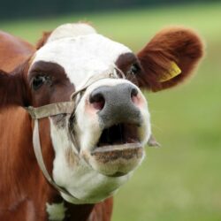 Mei 2024: Hoe voer je een goed gesprek met een koe?