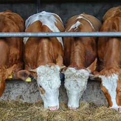 Februari 2024: Opinie: Dierwaardige veehouderij, luister naar de koe!