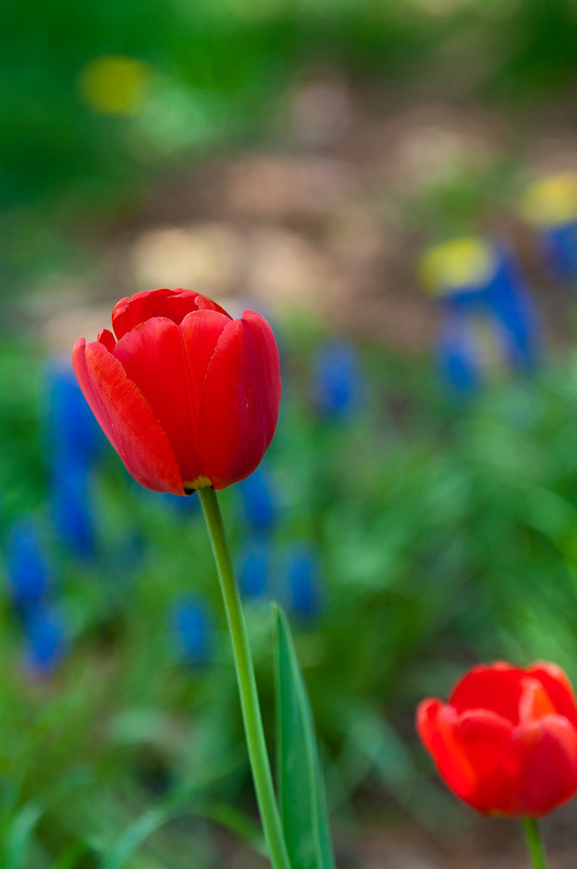 Rode tulpen voor Moederdag