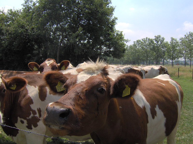 Meerdere bruine koeien bij een prikkeldraad hek in de wei