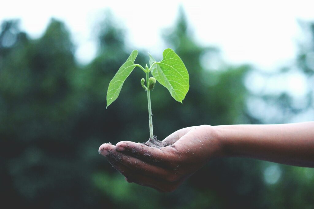 Afbeelding van een hand met daarop een nieuw plantje wat uit de aarde ontspringt.