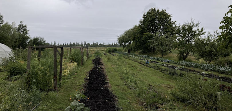 Foto van een moestuin