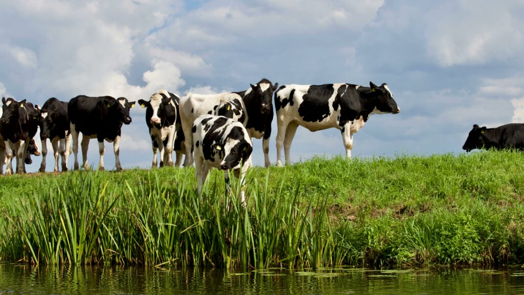 zwart-witte koeien staan bij een sloot