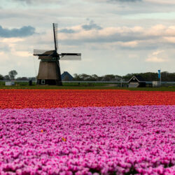 Februari 2025: America goes Dutch vol clichés