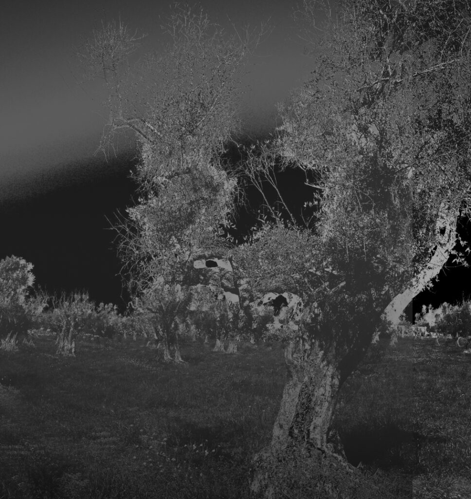 Een zwart-wit landschap met bomen, omgezet naar een negatief