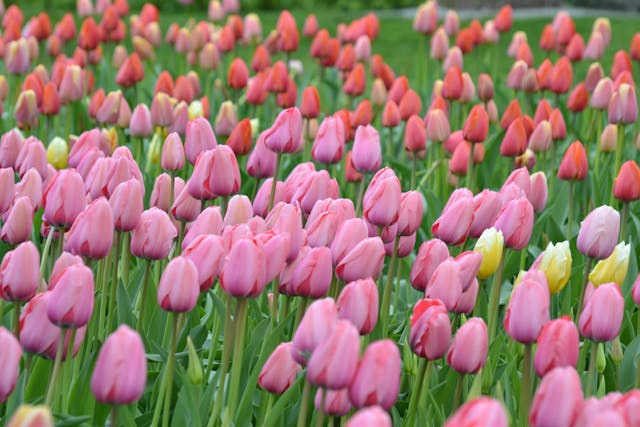 Tulpenveld met rode en roze tulpen.