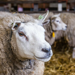 Juni 2025: Naar de boerderij op schoolreisje