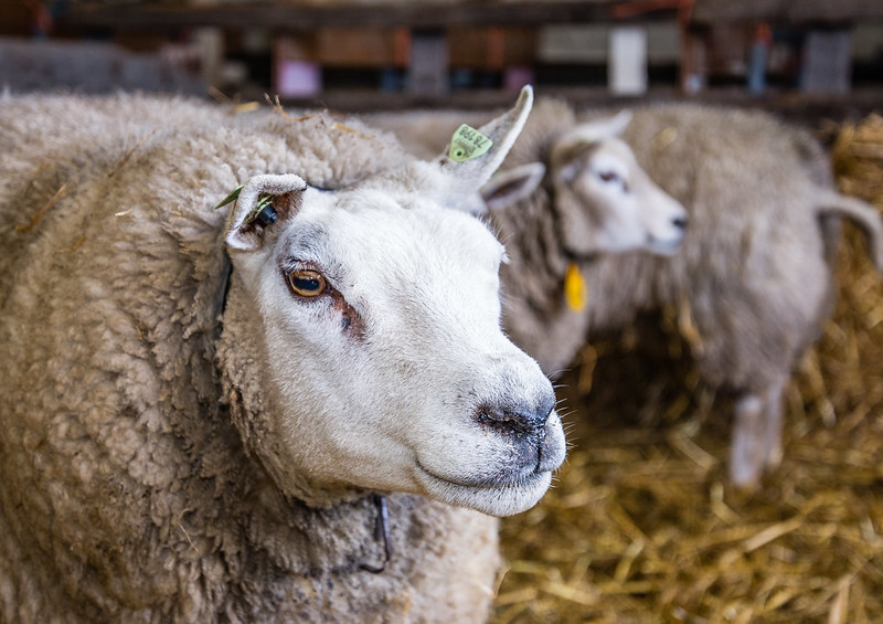 Schapen in stro. Net zoals bij boer Oppelaar waar jaarlijks leerlingen op schoolreisje komen