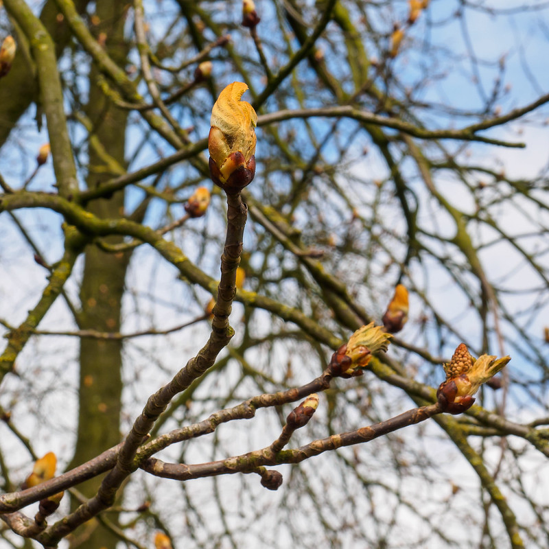 Een kastanjeboom met kastanjes in de knoppen.