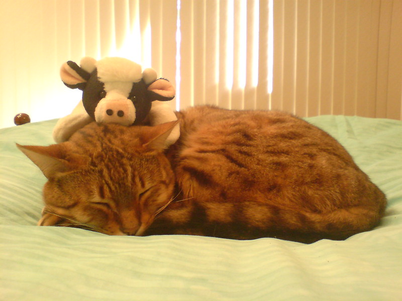 Een slapende rode kat met een knuffel van een koe op het hoofd.