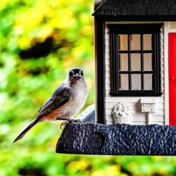 Vragenlijst: Hoe leef jij samen met dieren?